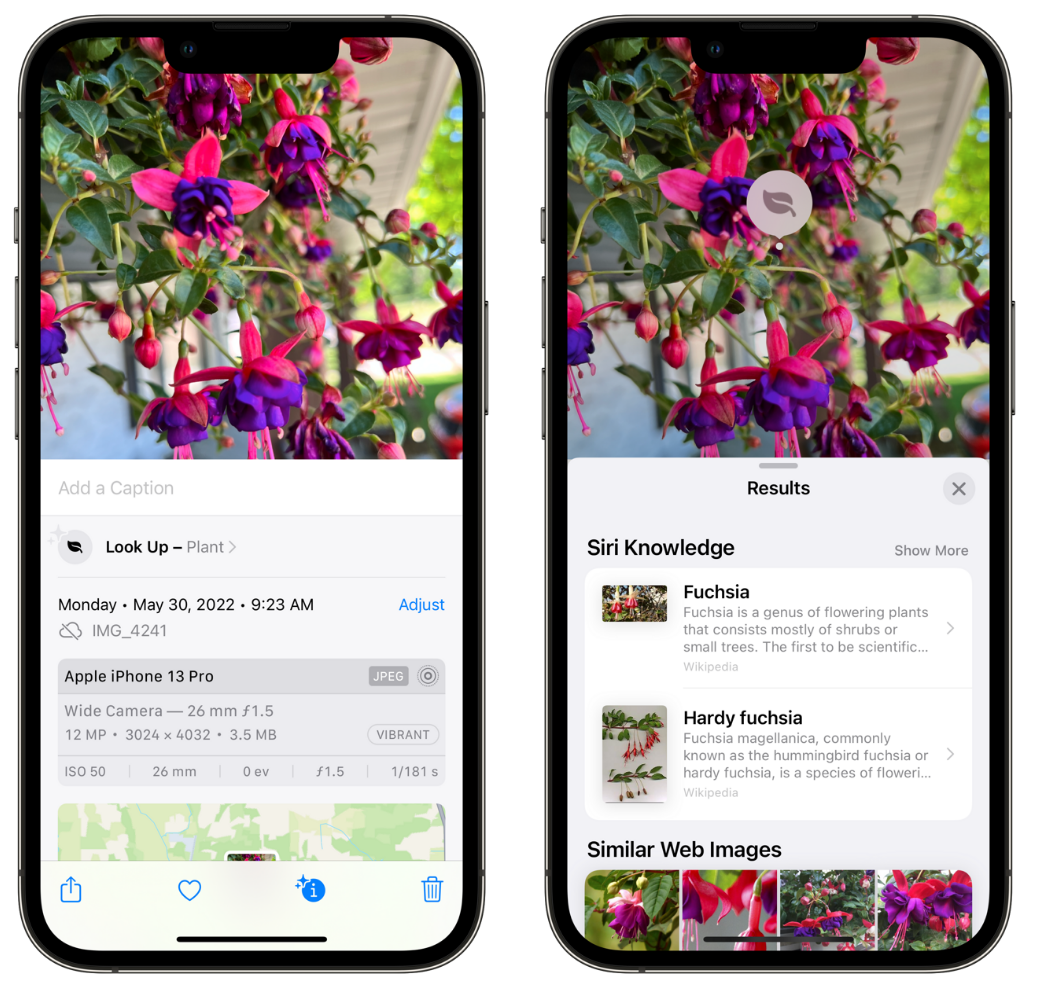 岭口镇苹果手机维修分享小技巧：使用 iPhone 相机识别花卉植物 